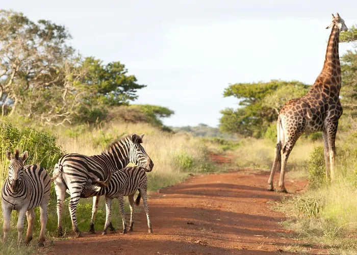 Ubizane Zululand Safari Lodge