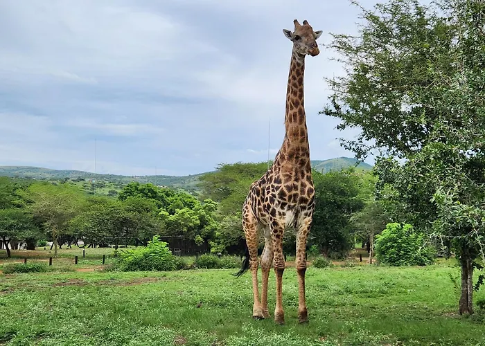 Ubizane Zululand Safari Lodge