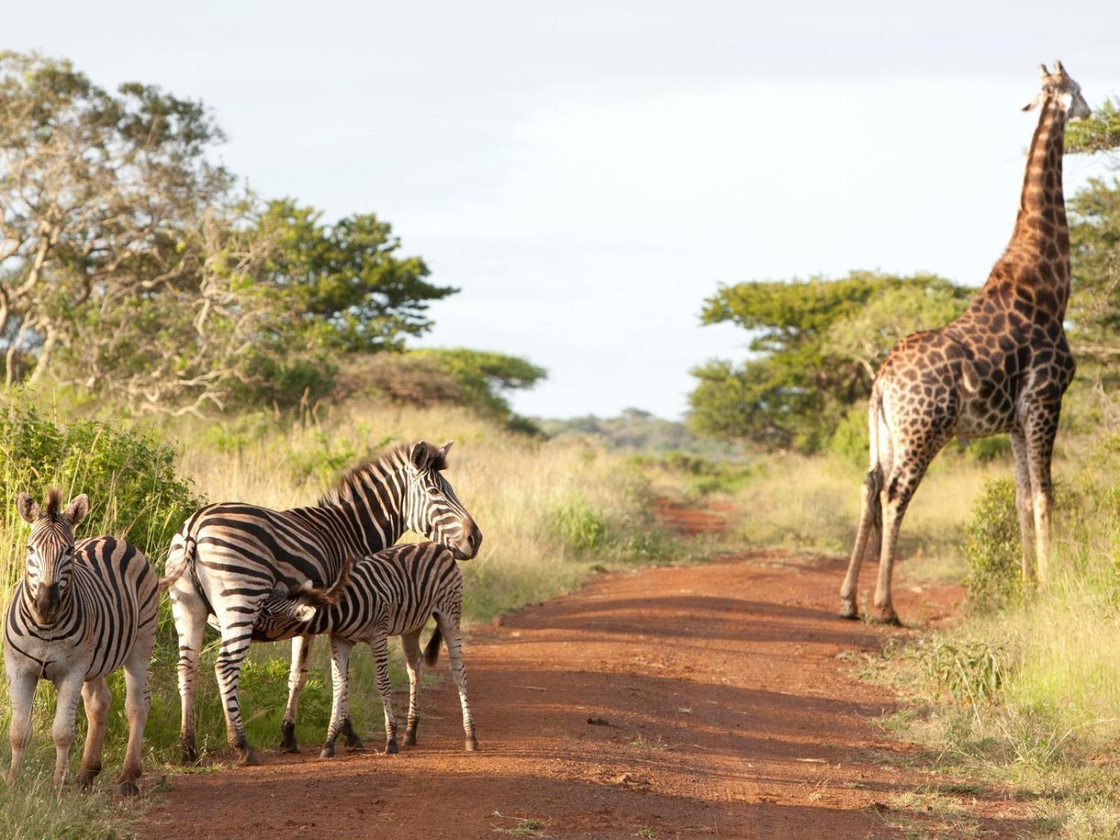 Lodge Ubizane Zululand Safari Hluhluwe