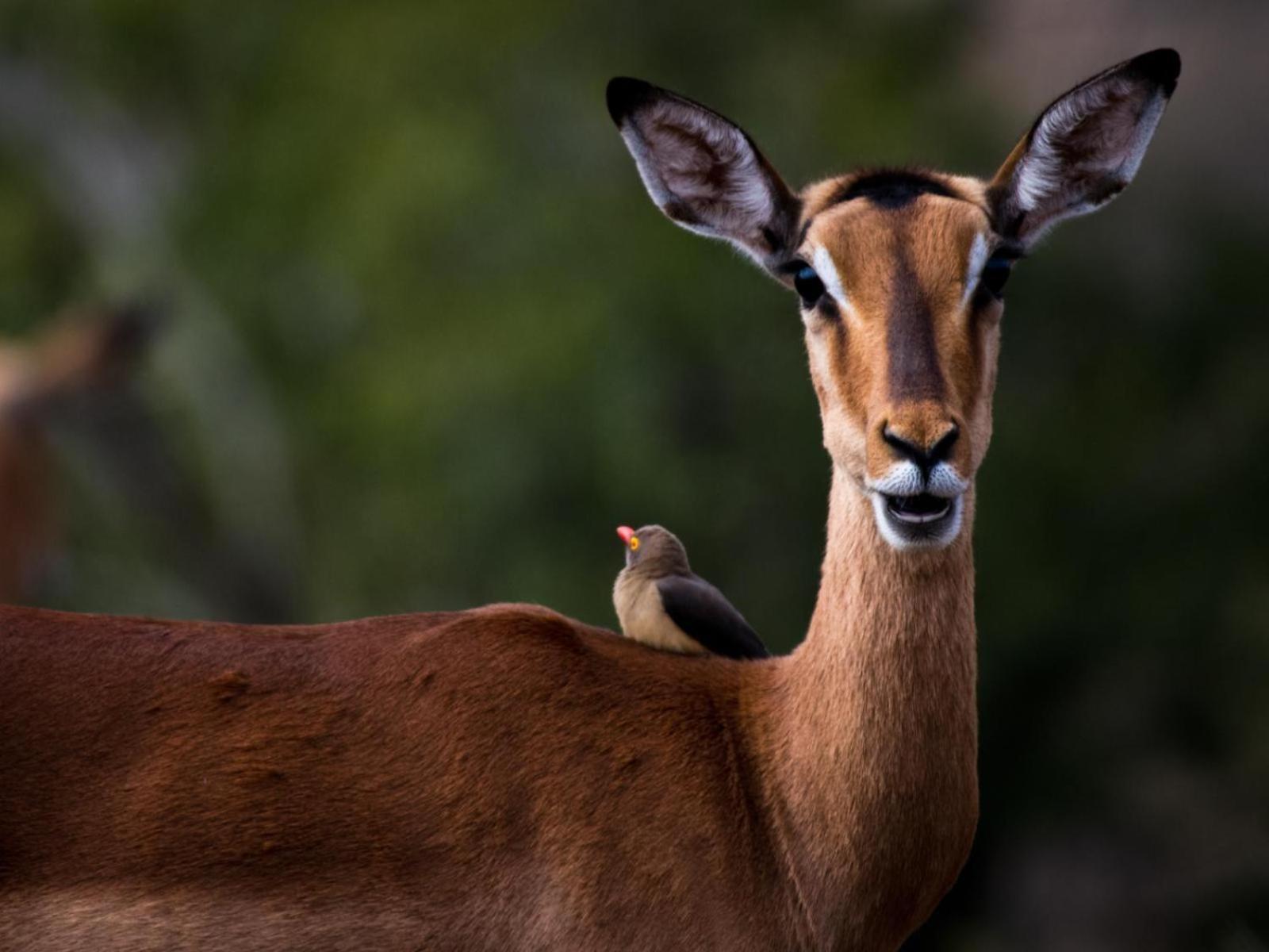 Ubizane Zululand Safari *