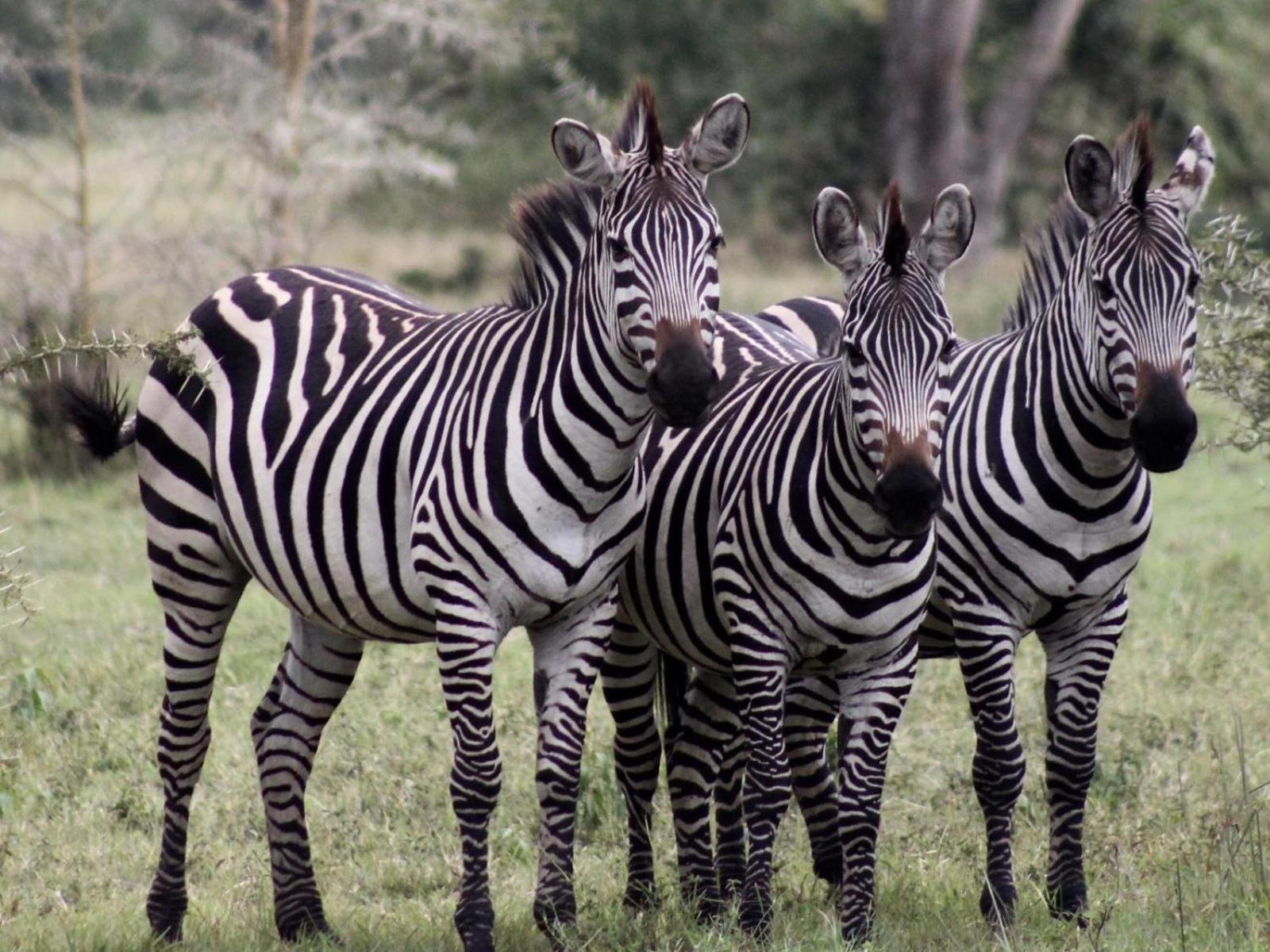 Lodge Ubizane Zululand Safari *