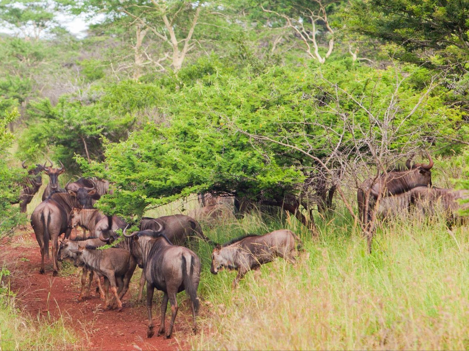 Ubizane Zululand Safari Lodge Hluhluwe