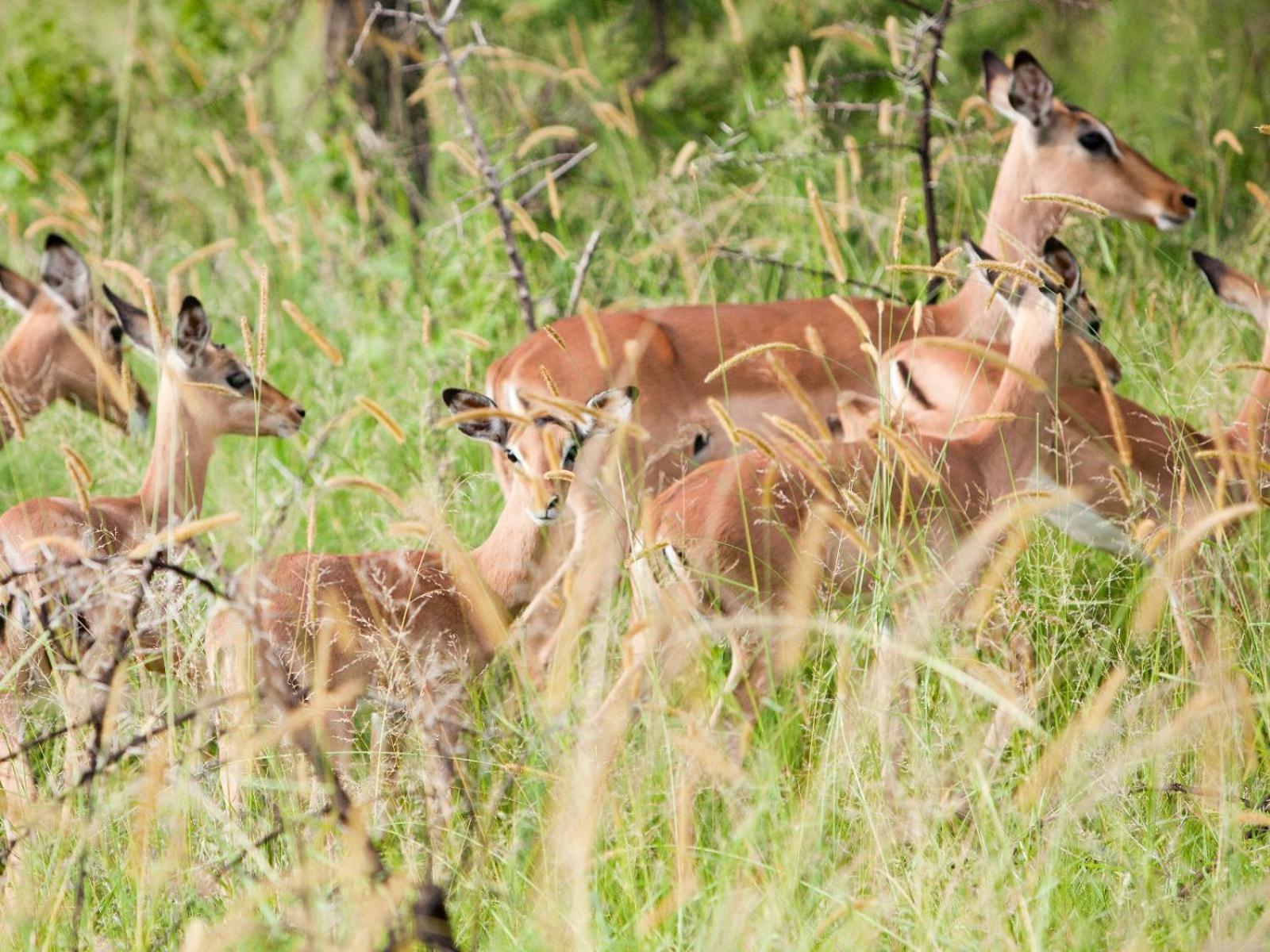 Ubizane Zululand Safari Hluhluwe