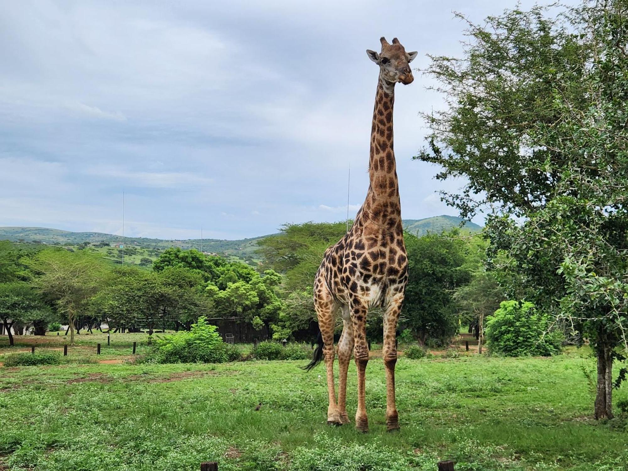 Lodge Ubizane Zululand Safari Hluhluwe